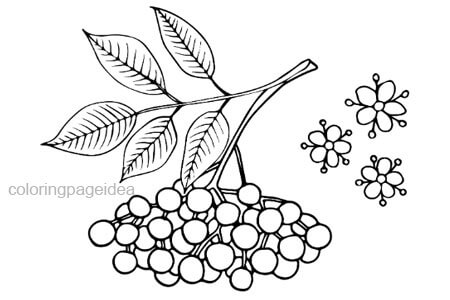 Elderberry Coloring Pages