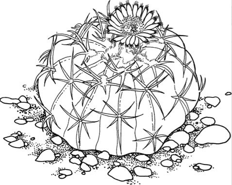 Exploring Printable Cactus Coloring Sheets