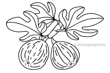 Figs Coloring Pages