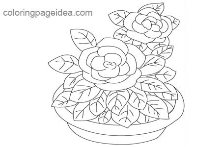 Gardenia Coloring Pages