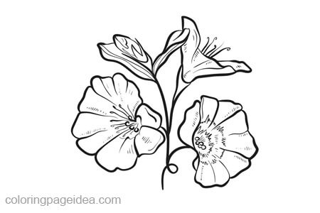 Godetia Coloring Pages