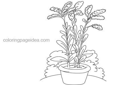 Goldenrod Coloring Pages