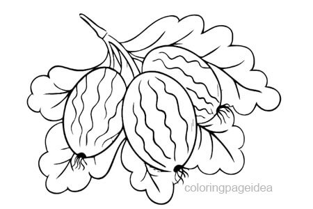 Gooseberry Coloring Page