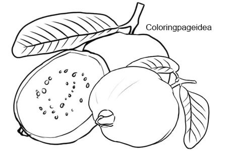 Guavas Coloring Page