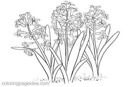 Hyacinthus Coloring Pages