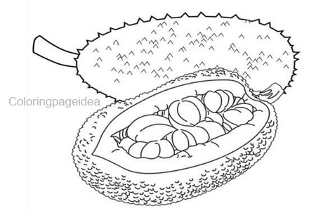 Jackfruit Coloring Pages