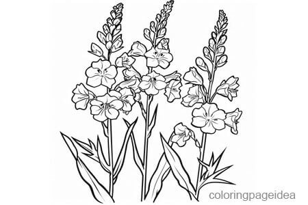 Larkspur Coloring Page