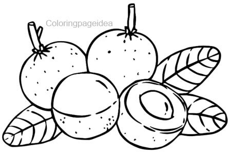 Longan Coloring Pages