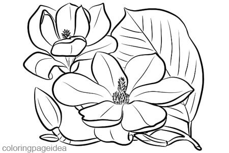 Magnolia Coloring Page