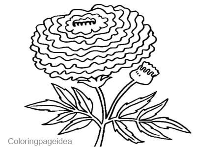 Marigolds Coloring Page