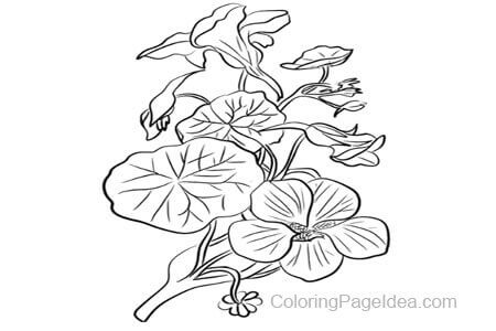 Nasturtium Coloring Page