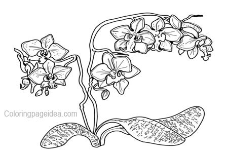 Orchid Coloring Page