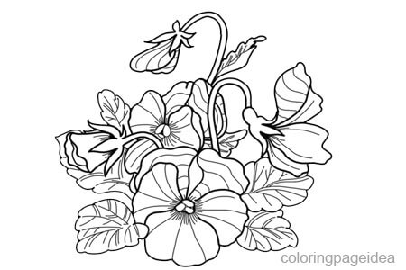 Pansy Coloring Page