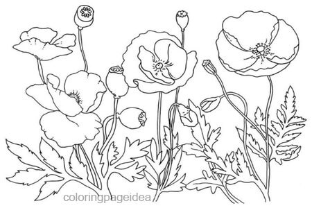 Poppies Coloring Page