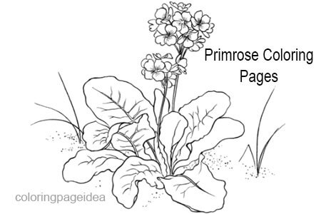 Primrose Coloring Pages