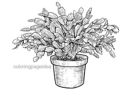 Schlumbergera Coloring Page