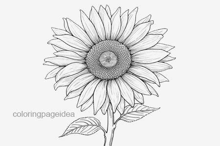 Sunflower Coloring Page