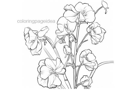 Sweet pea Coloring Page