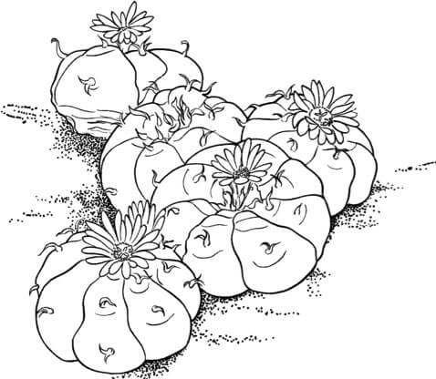 The Allure of Cactus Coloring Pages