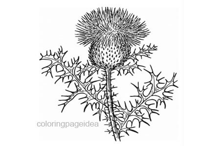 Thistle Coloring Page