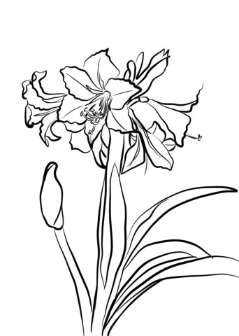 coloring pages Amaryllis