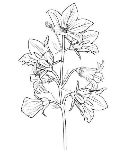 coloring pages Bellflower