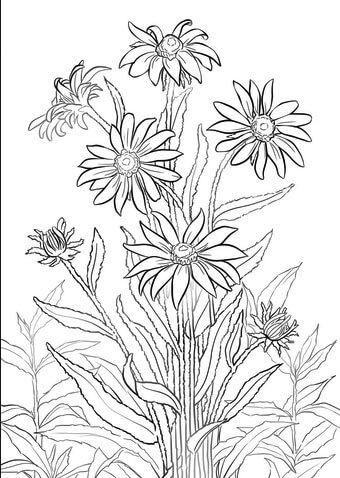 coloring pages Black-eyed susan