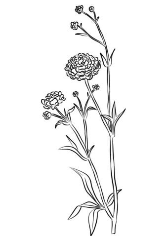 coloring pages Buttercup Flower