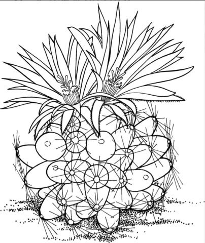 coloring pages Cactus