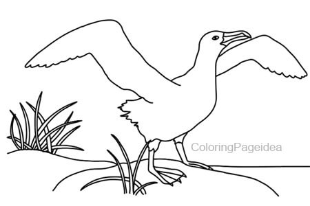 Albatross Coloring Page