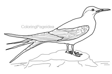 Arctic tern Coloring Page