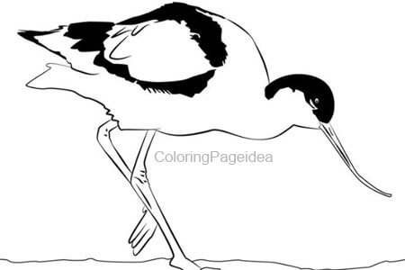 Avocet Coloring Pages