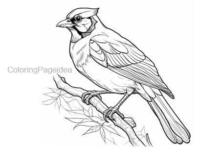 Blue jay Coloring Pages