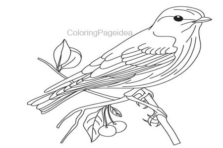 Bluebird Coloring Pages