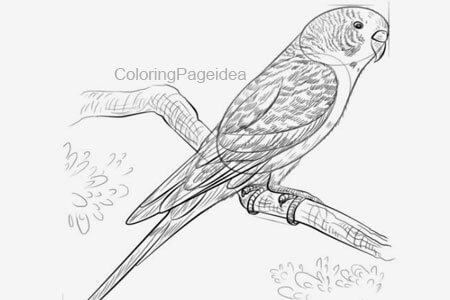 Budgerigar Coloring Pages