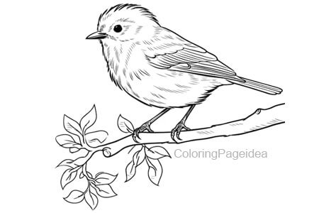 Bush warbler Coloring Pages