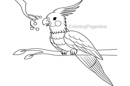 Cockatiel Coloring Pages