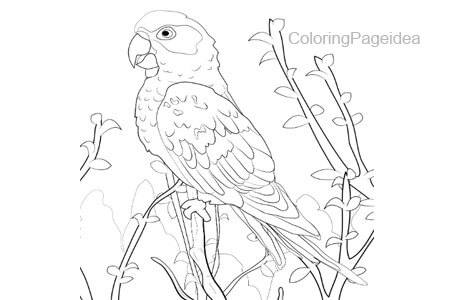 Conure Coloring Pages