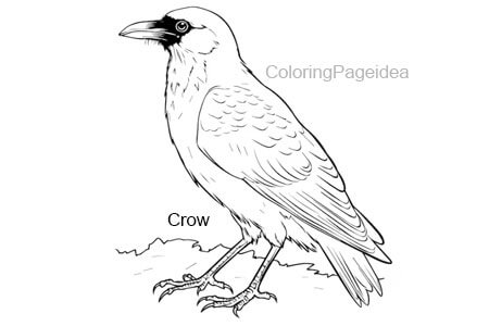 Crow Coloring Pages