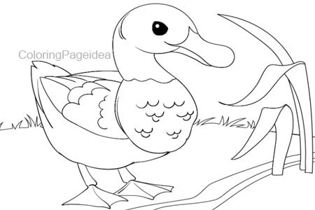 Duck Coloring Pages