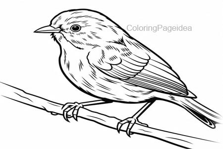 Dunnock Coloring Pages