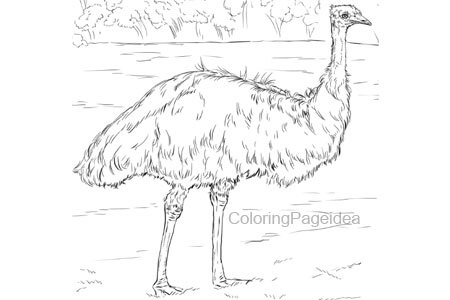 Emu Coloring Page