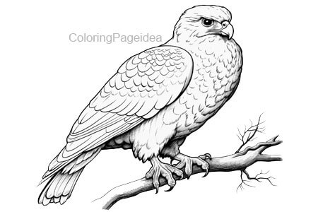 Falcon Coloring Pages