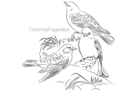 Finches Coloring Page