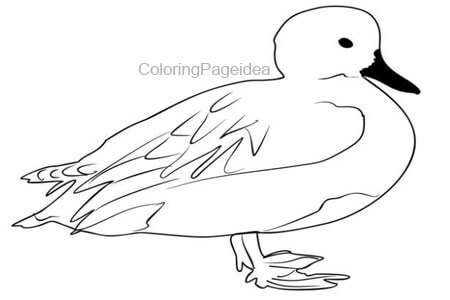 Gadwall Coloring Pages