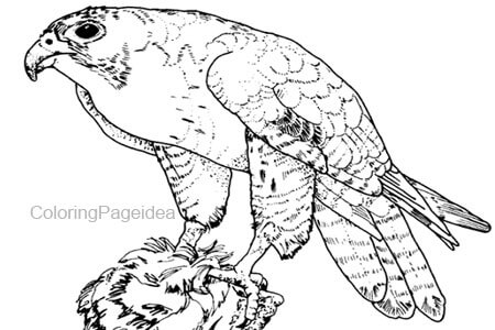 Hawk Coloring Pages