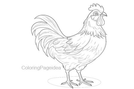 Hen Coloring Pages