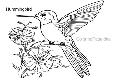 Hummingbird Coloring Pages