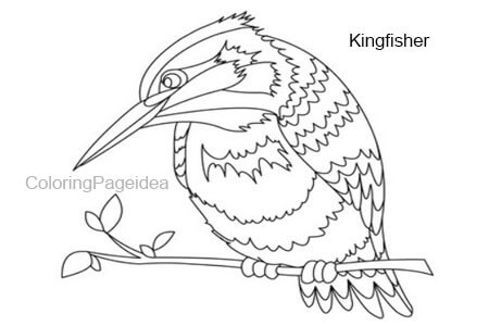 Kingfisher Coloring Pages