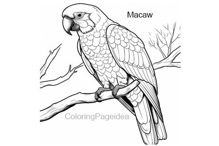 Macaw Coloring Pages